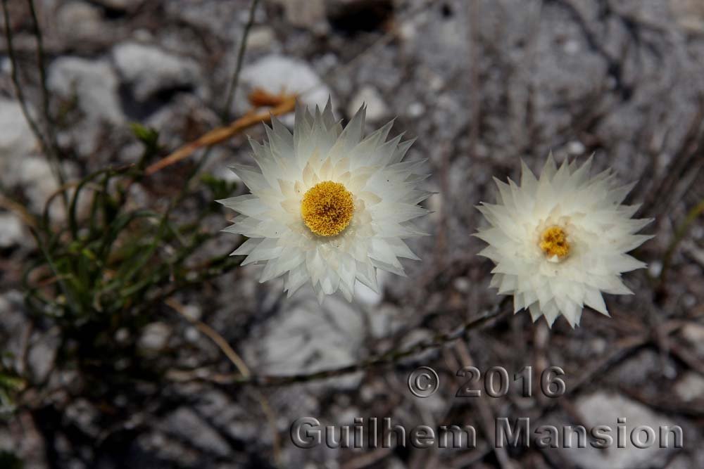 Edmondia sesamoides dans la réserve de Kogelberg (Afrique du Sud)