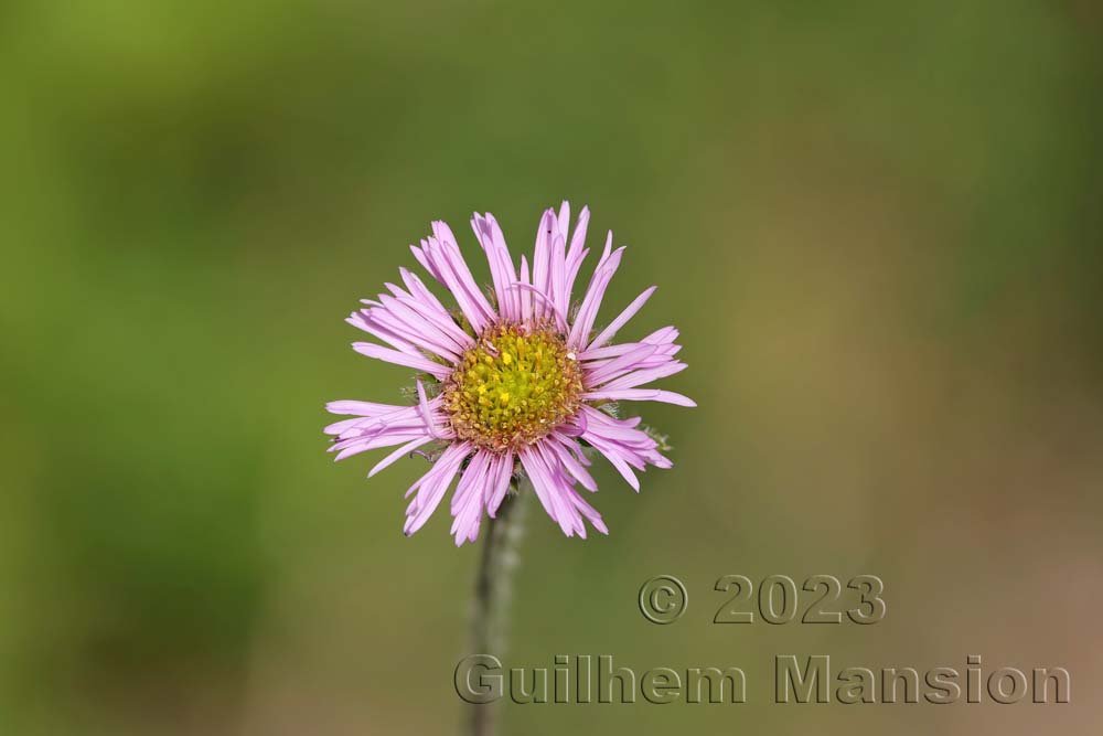 Erigeron uniflorus vers Moiry (Suisse, Valais)