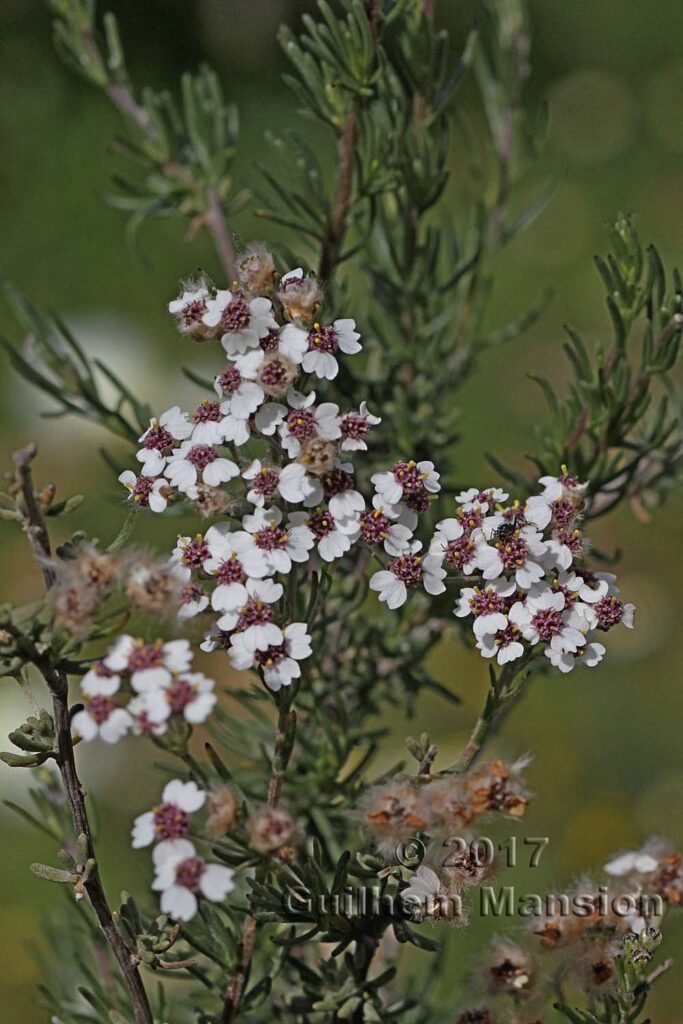 Eriocephalus brevifolius vers Darling (Afrique du Sud)