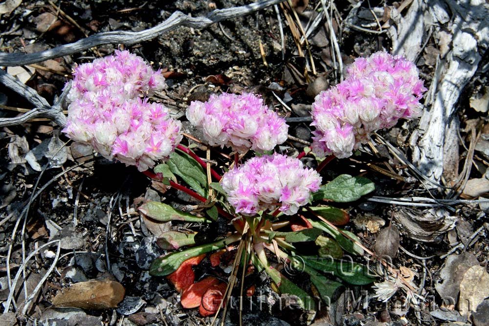 Eriogonum ovalifolium en Californie (USA)