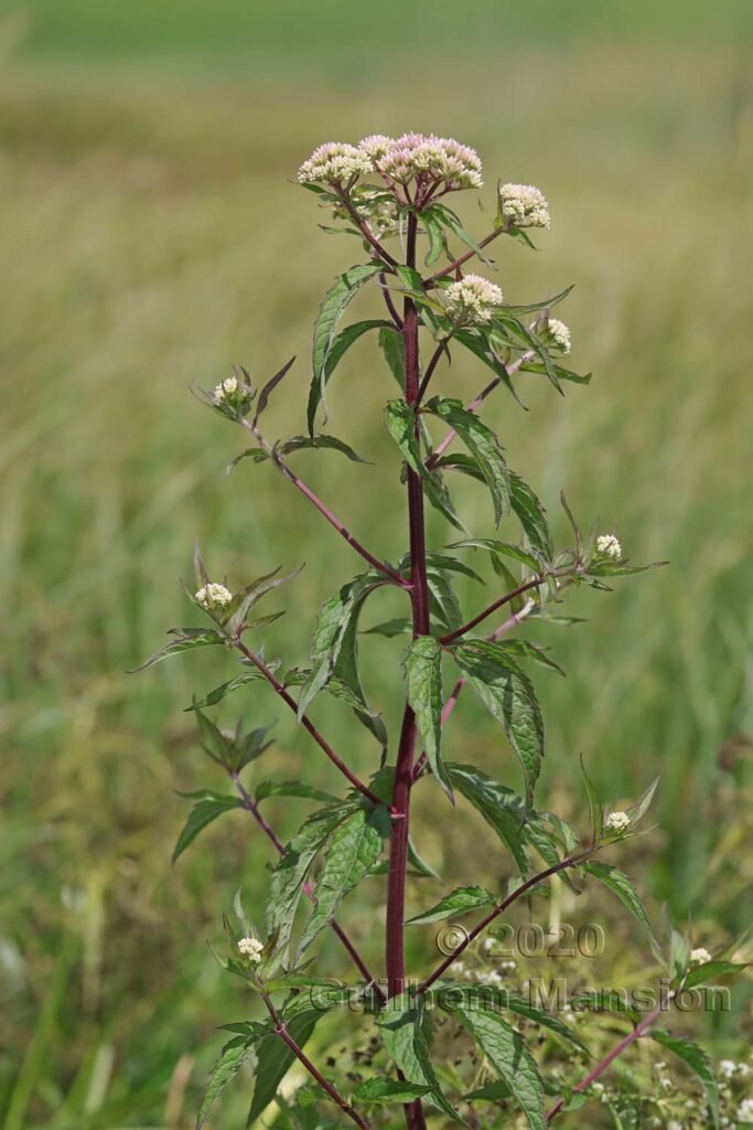 Eupatorium cannabinum près de Meilen (Suisse, Zurich)