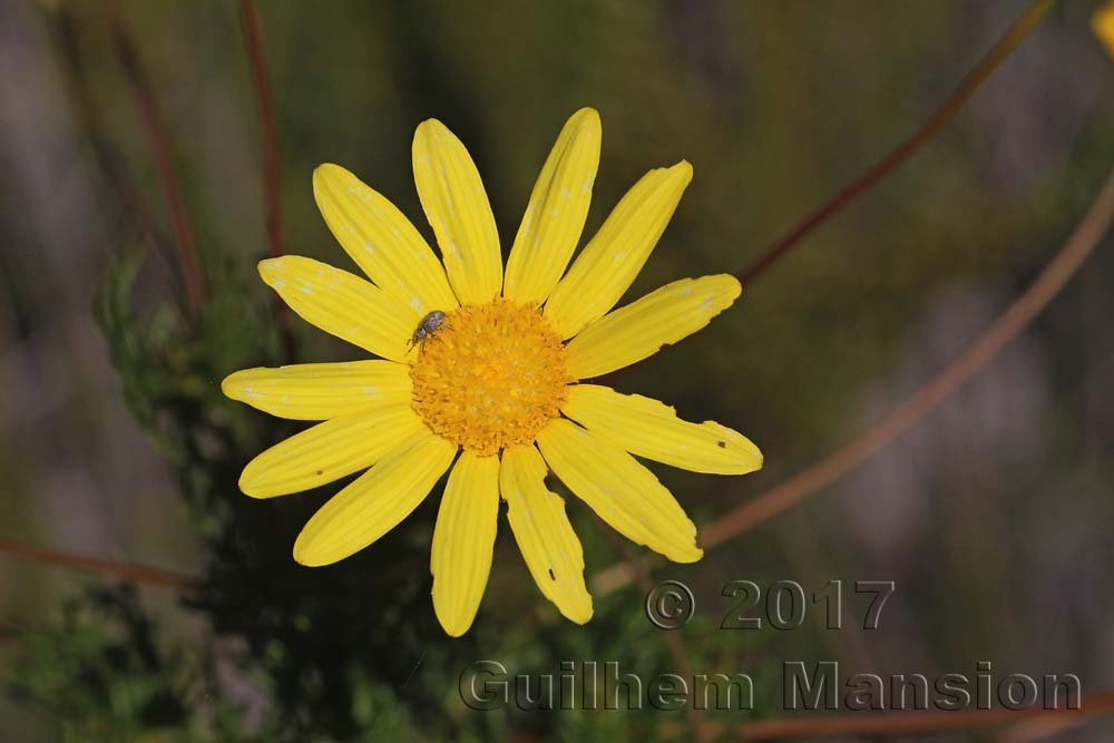 Euryops abrotanifolius vers Silvermine (Afrique du Sud, Table Mountain National Parc)