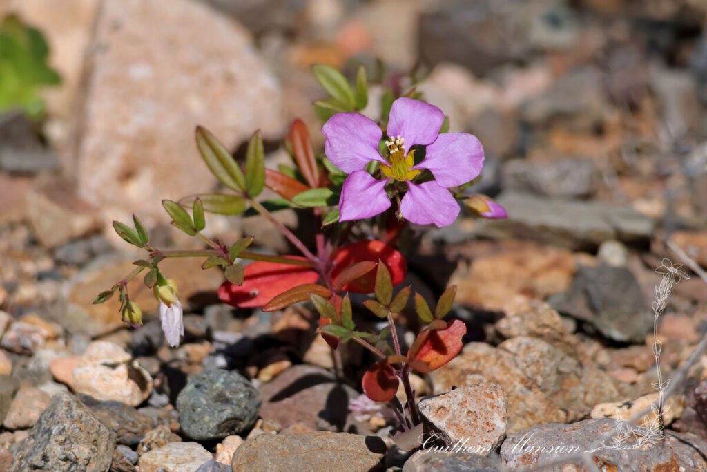Fagonia cretica vers Betancuria (Espagne, Fuerteventura)