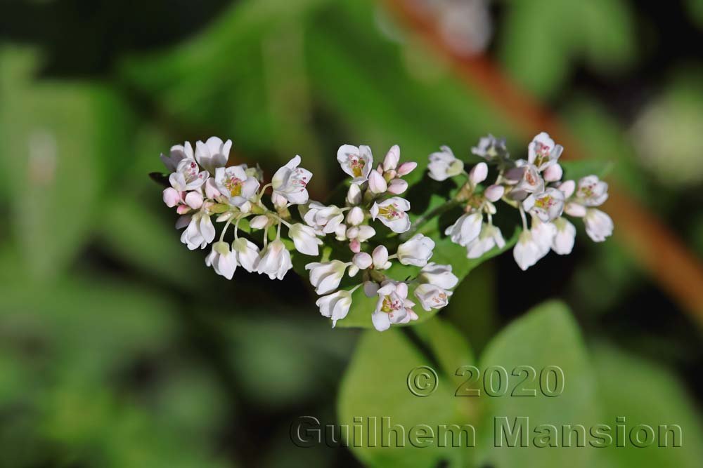 Fagopyrum esculentum près de Meilen (Suisse, Zurich)