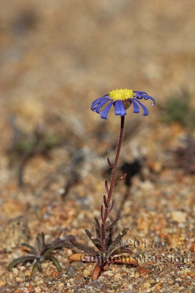 Felicia sp. vers Kamiesberg (Afrique du Sud)