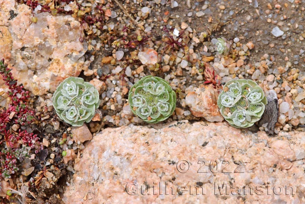 Filago tyrrhenica dans la région de Bonifacio (France, Corse-du-Sud)