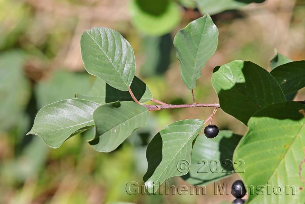 Frangula alnus vers Aarburg (Suisse, Argovie)