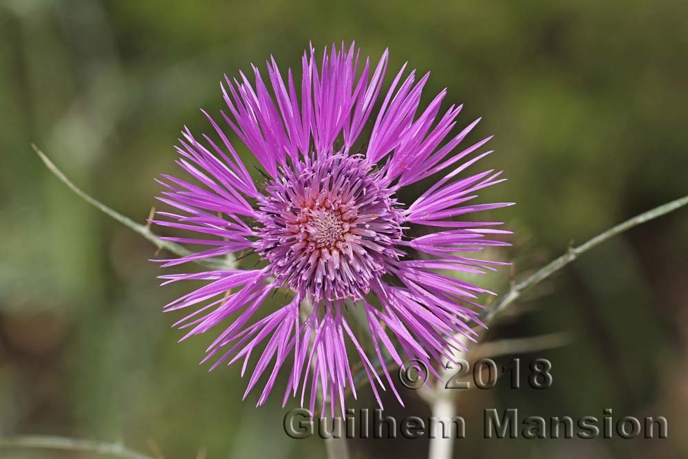 Galactites tomentosus dans le Parc Naturel de Los Alcornocales (Espagne, Andalousie)