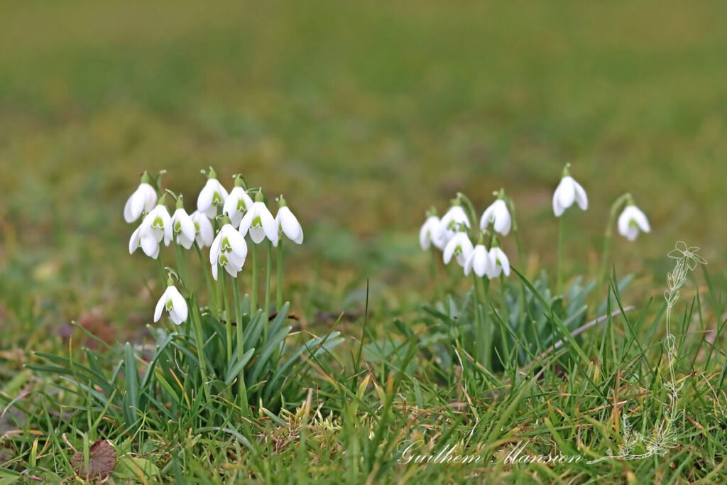 Galanthus nivalis vers Zurich-Seebach (Suisse)