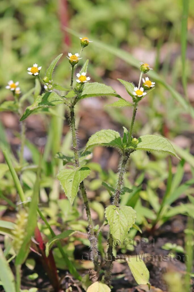 Galinsoga quadriradiata dans la réserve de Loermoos (Suisse, Berne)