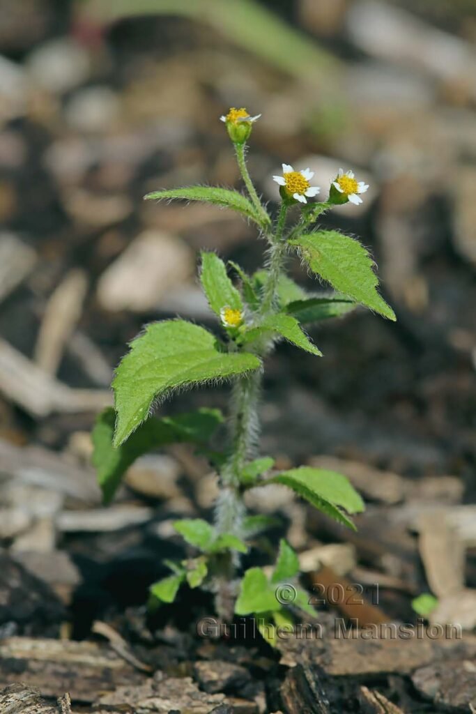 Galingosa quadriradiata dans la réserve de Loermoos (Suisse, Berne)