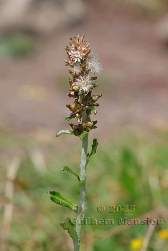 Gamochaeta americana dans la Serra di Pigno (France, Haute-Corse)