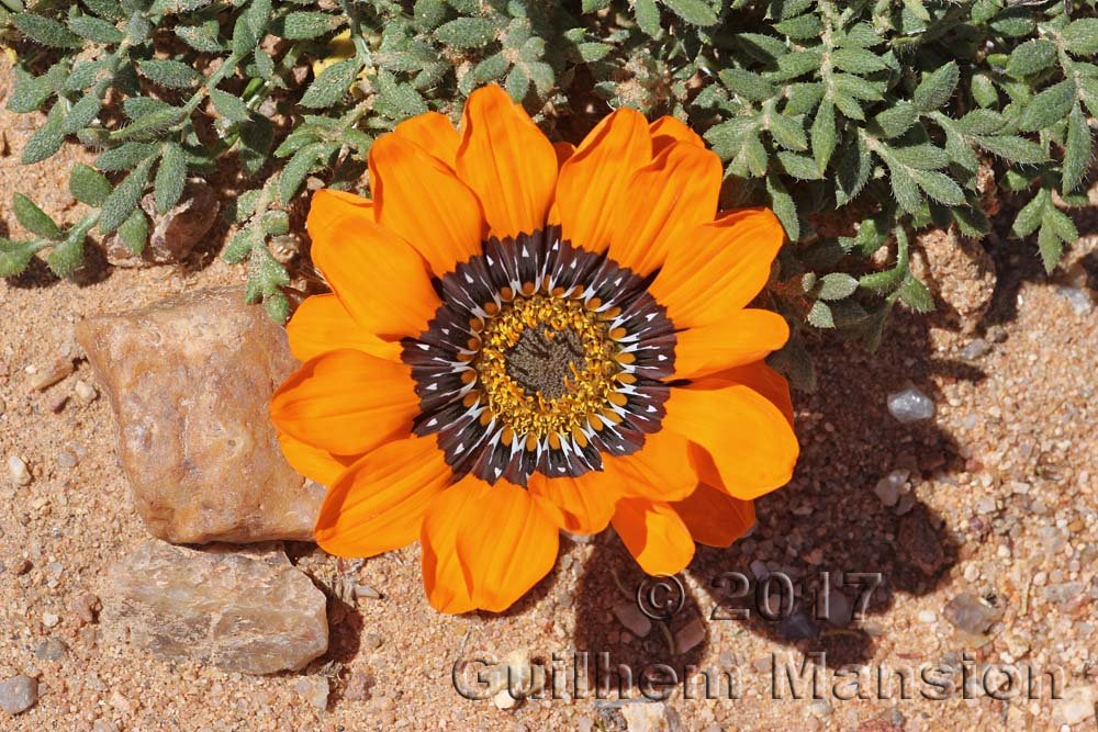 Gazania leiopoda vers Kamiesberg (Afrique du Sud)