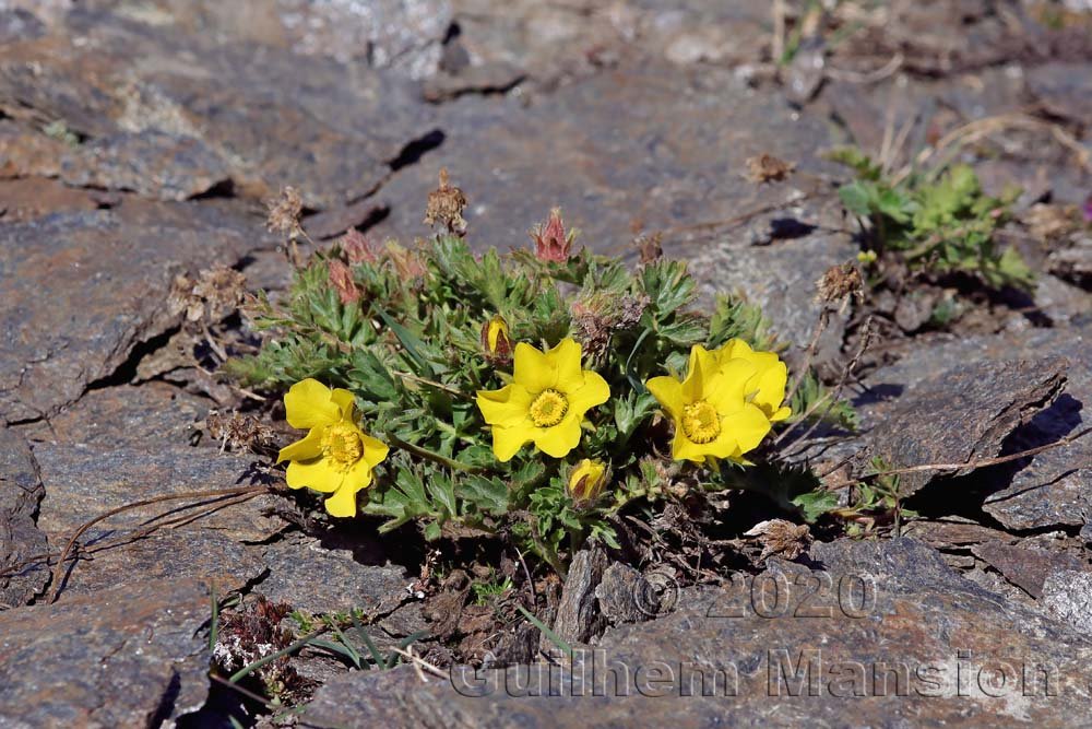 Geum reptans au Rothorn (Suisse, Valais, Zermatt)