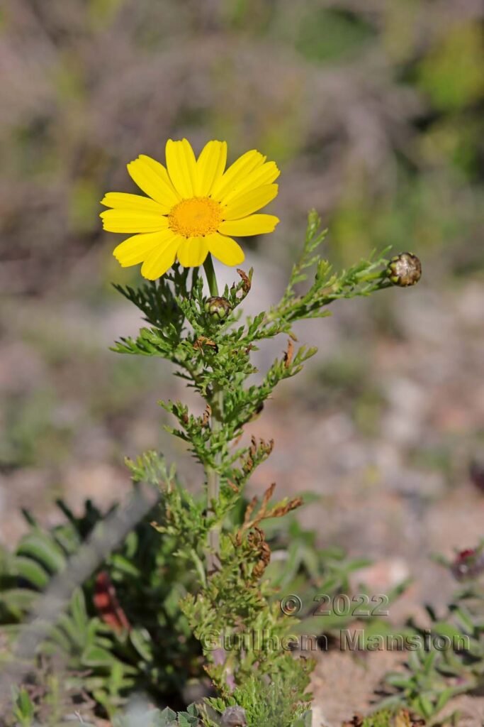 Glebionis coronaria vers Raposeira (Portugal, Vila do Bispo)