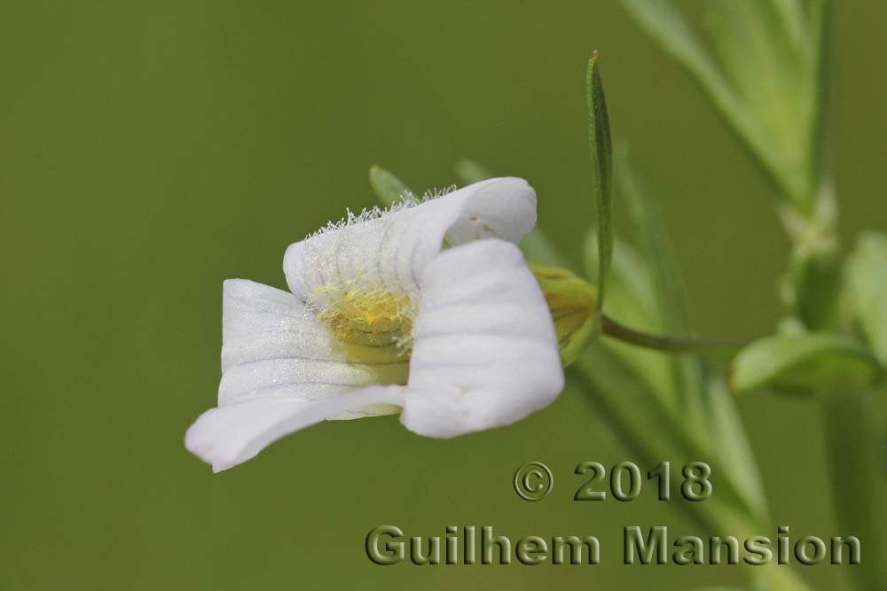 Gratiola officinalis vers Kloten (Suisse, Zurich)