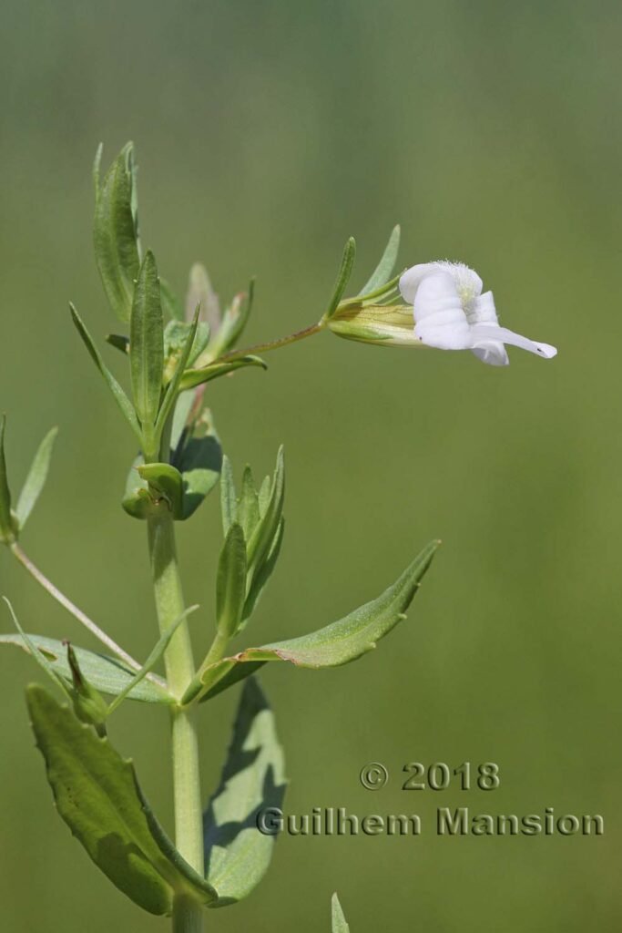 Gratiola officinalis vers Kloten (Suisse, Zurich)