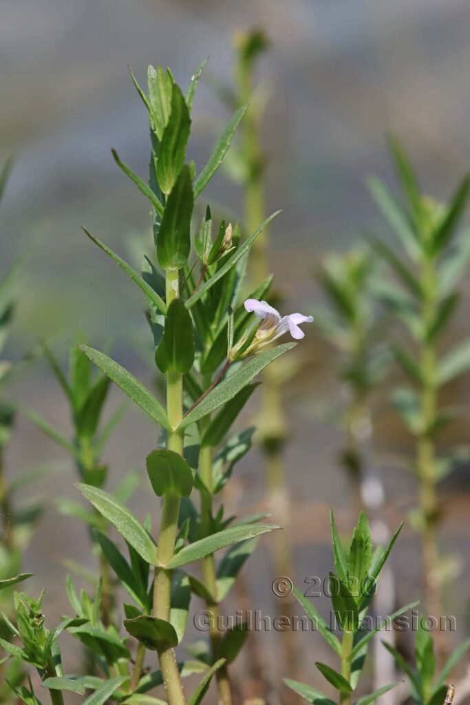 Gratiola officinalis vers Kloten (Suisse, Zurich)