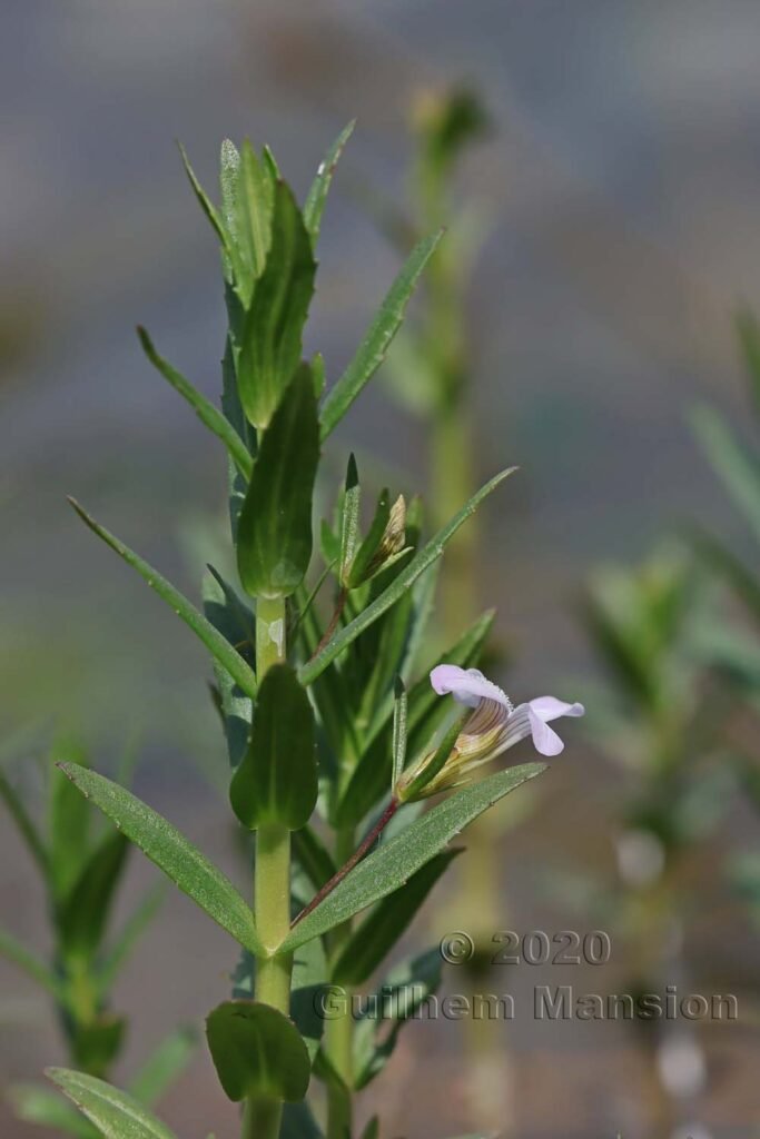 Gratiola officinalis vers Kloten (Suisse, Zurich)