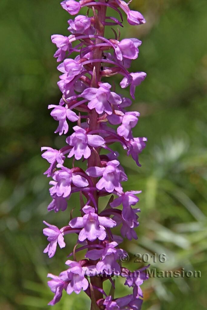 Gymnadenia conopsea vers Boezen (Suisse, Argovie)