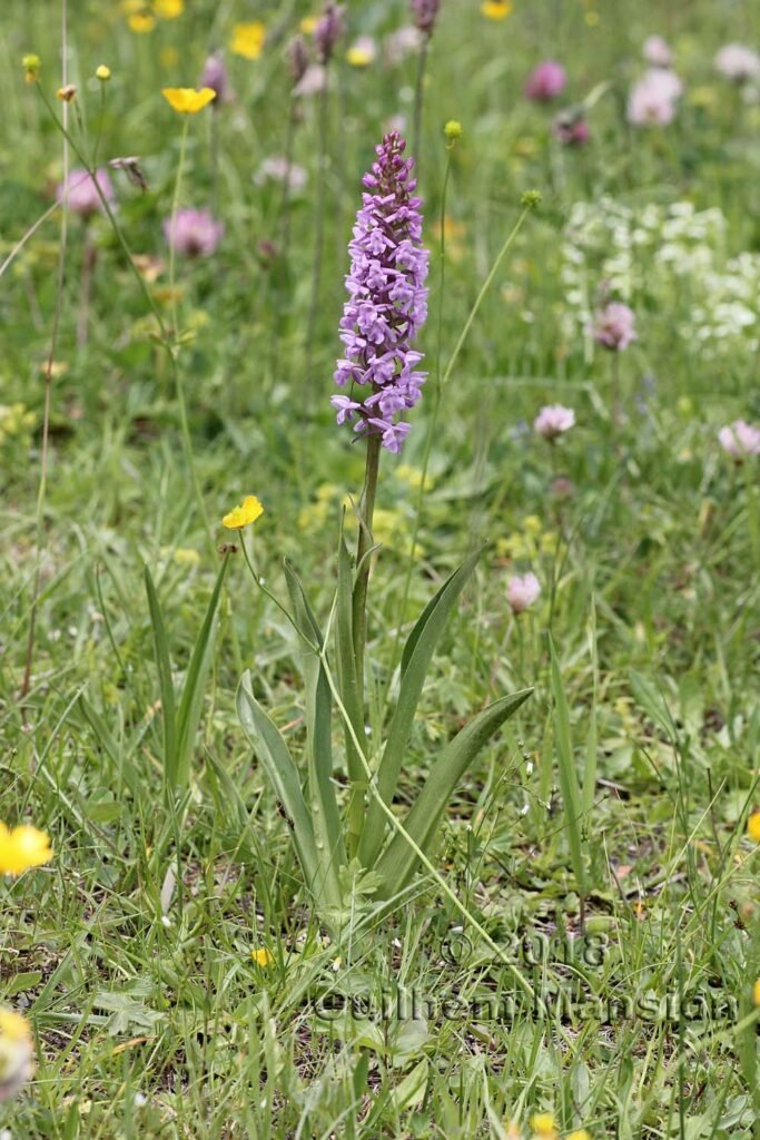 Gymnadenia conopsea vers Arolla (Suisse, Valais)