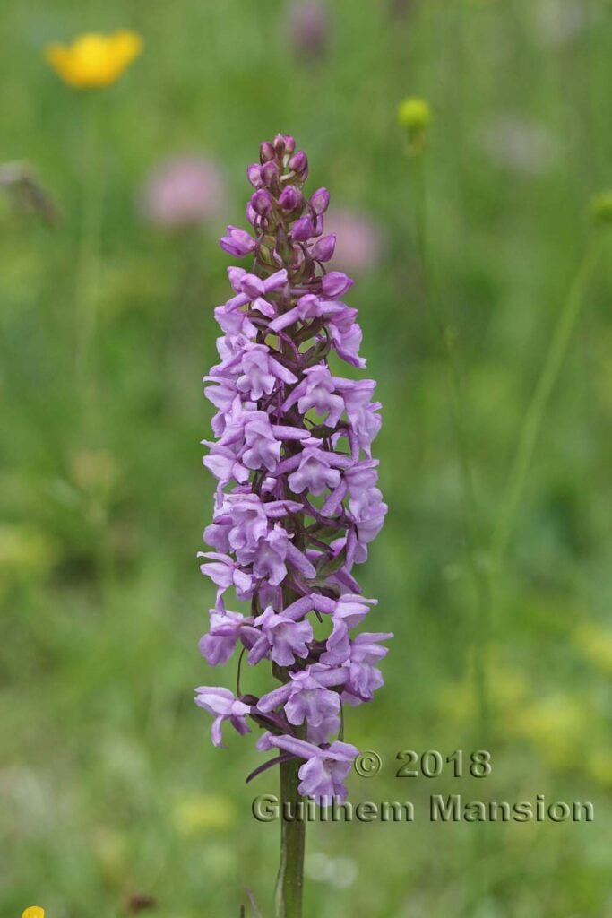 Gymnadenia conopsea vers Arolla (Suisse, Valais)
