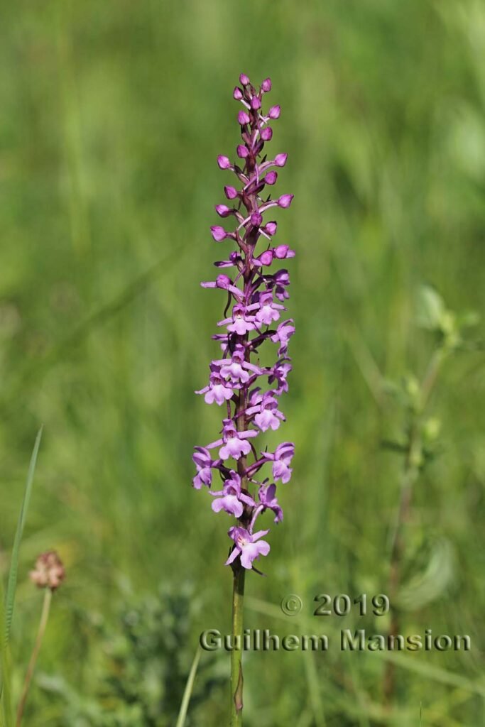 Gymnadenia conopsea vers Oberembrach (Suisse, Zurich)