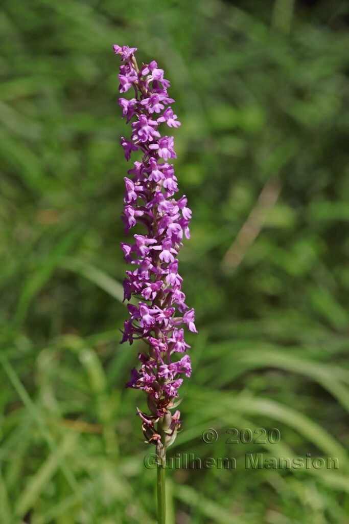 Gymnadenia conopsea près de Meilen (Suisse, Zurich)
