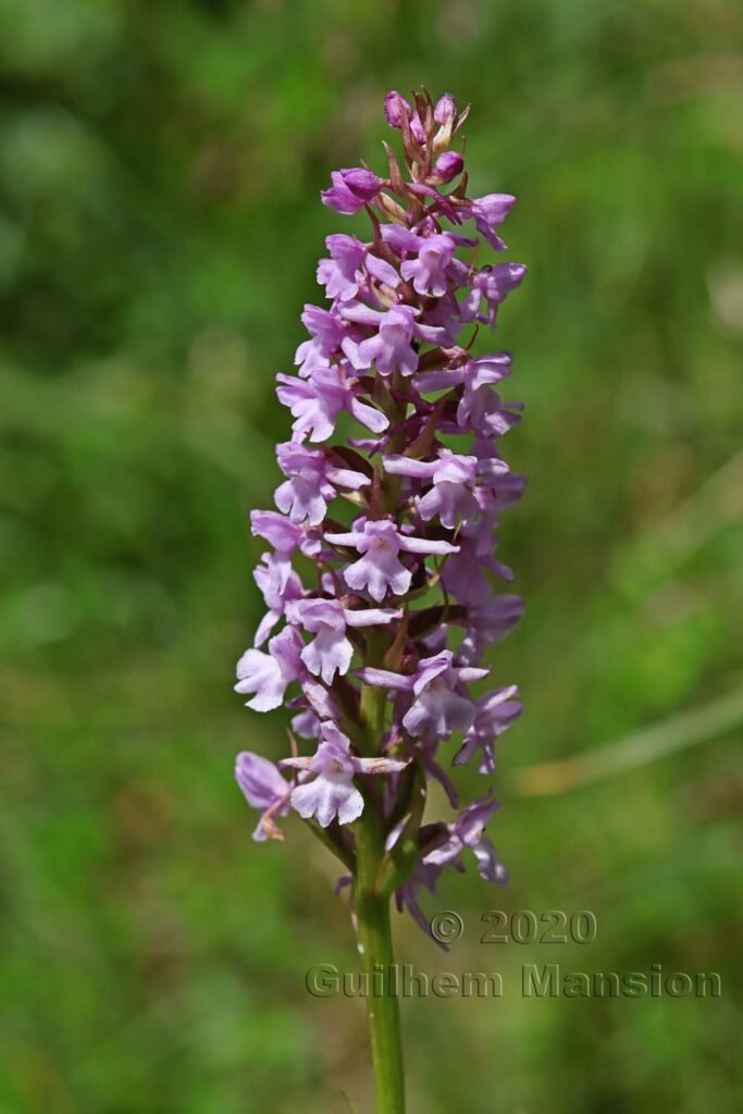 Gymnadenia conopsea vers Kandersteg (Suisse, Berne)