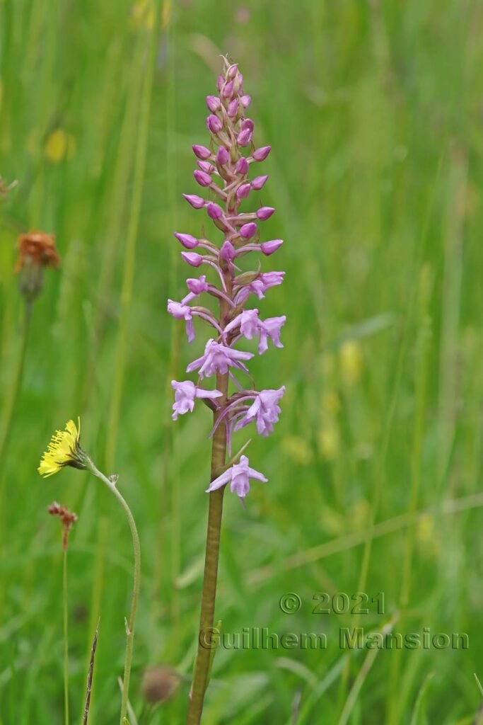 Gymnadenia conopsea dans la région de l'Entlebuch (Suisse, Lucerne)
