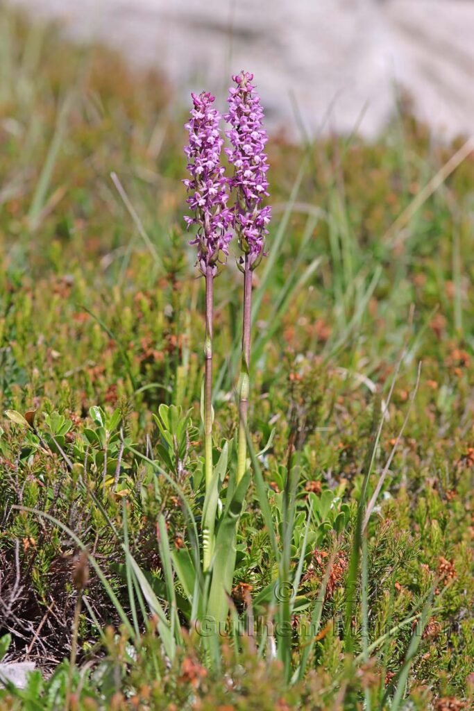 Gymnadenia conopsea vers Kandersteg (Suisse, Berne)