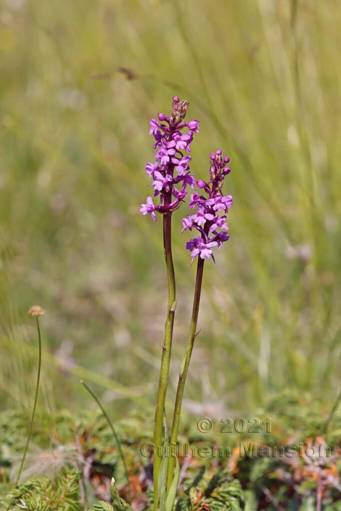 Gymnadenia conopsea au Val da Munt (Suisse, Grisons)