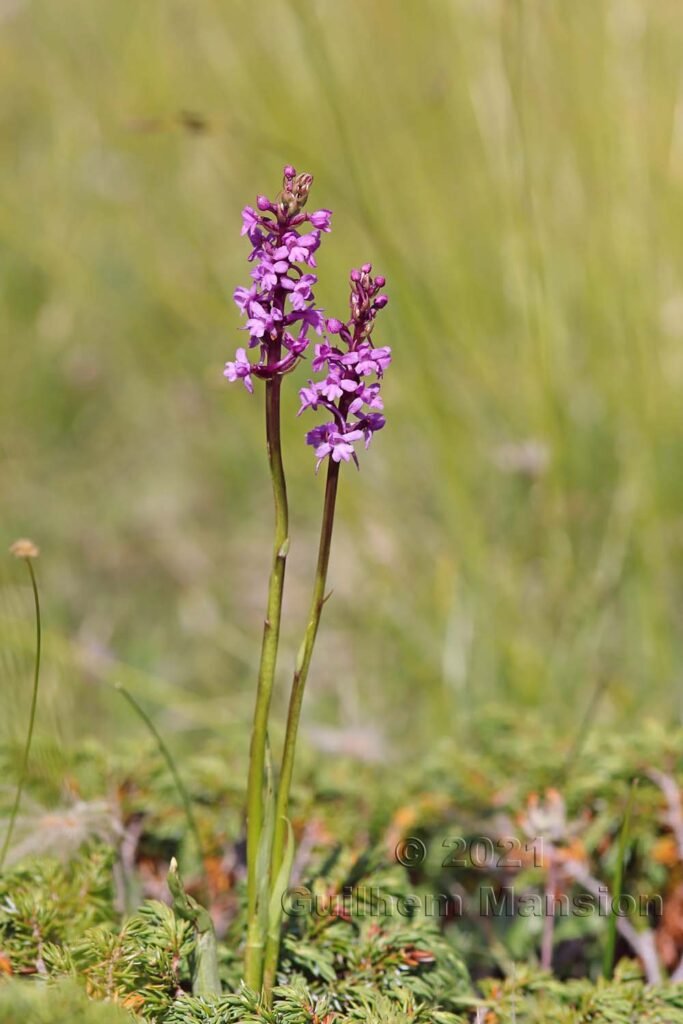 Gymnadenia conopsea au Val da Munt (Suisse, Grisons)