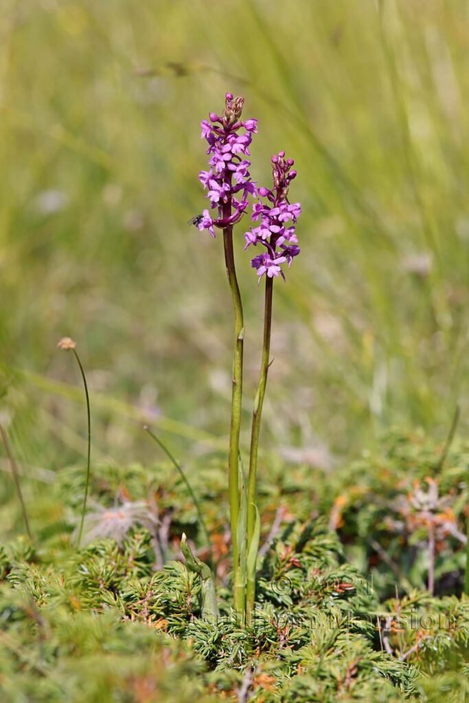 Gymnadenia conopsea au Val da Munt (Suisse, Grisons)