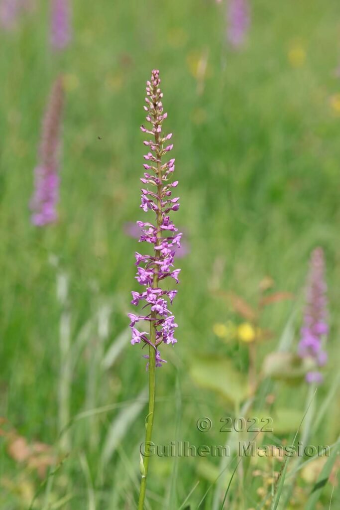 Gymnadenia conopsea vers Saint-Blaise (Suisse, Neuchâtel)