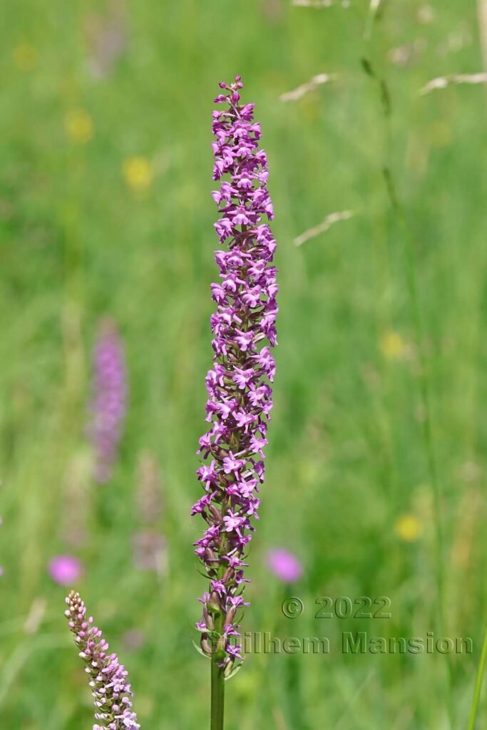 Gymnadenia conopsea vers Saint-Blaise (Suisse, Neuchâtel)