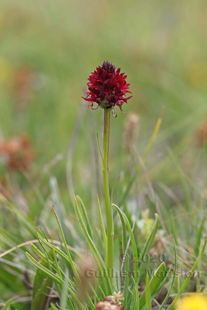 Gymnadenia nigra au-dessus de Verbier (Suisse, Valais)