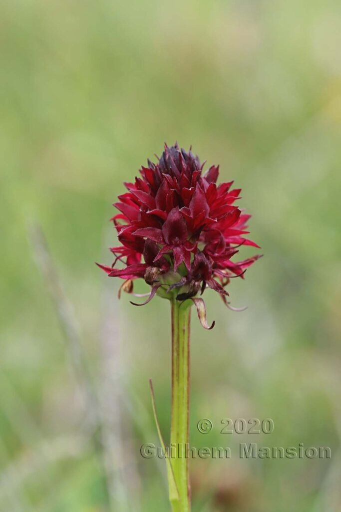 Gymnadenia nigra au-dessus de Verbier (Suisse, Valais)
