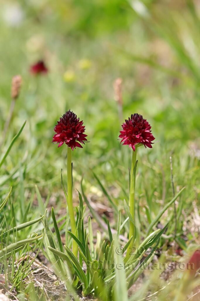 Gymnadenia nigra vers Moiry (Suisse, Valais)
