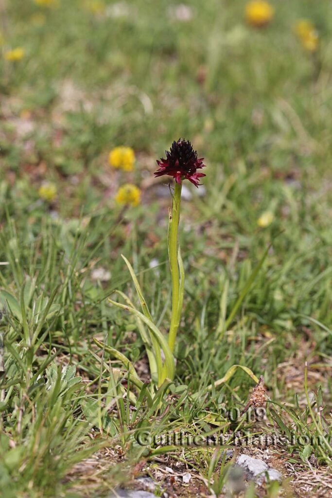 Gymnadenia nigra subsp. rhellicani vers la station des Arc 2000 (France, Savoie)