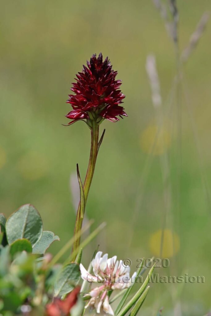 Gymnadenia nigra subsp. rhellicani vers Kandersteg (Suisse, Berne)