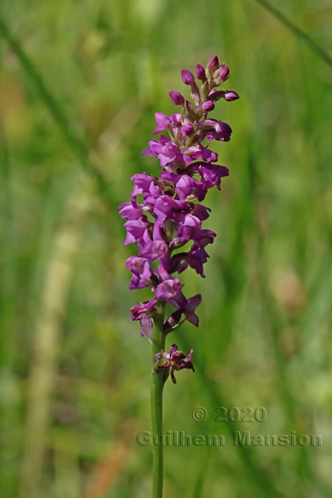 Gymnadenia odoratissima près de Meilen (Suisse, Zurich)