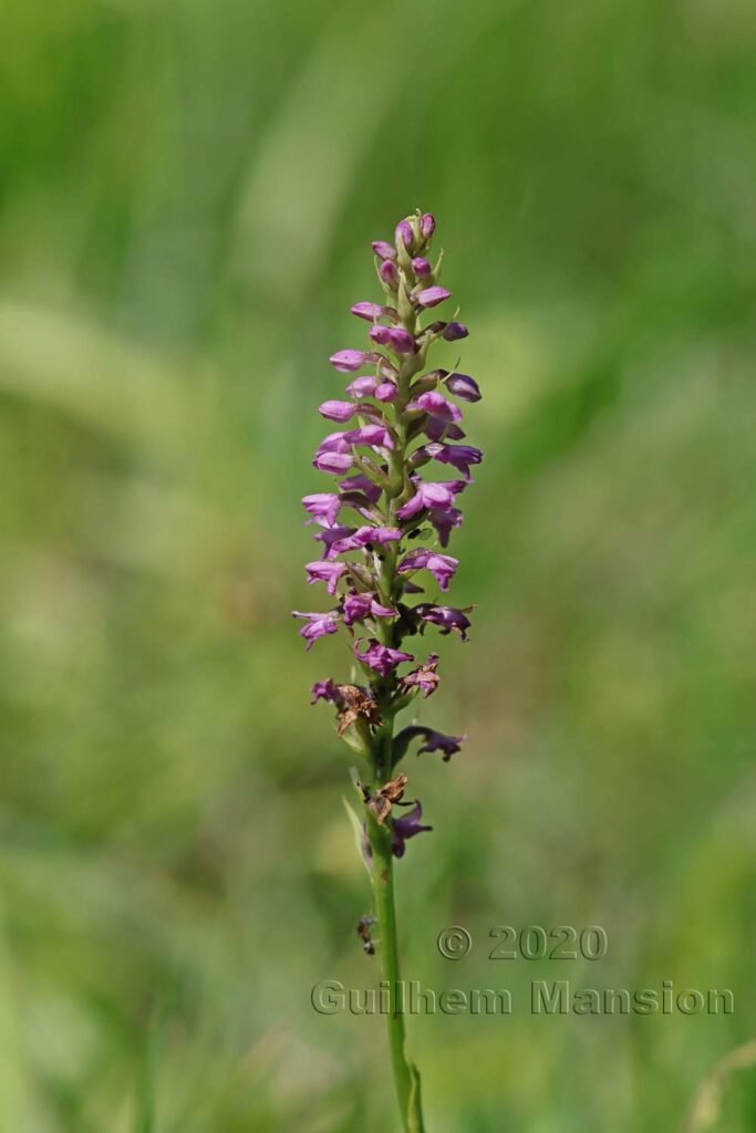 Gymnadenia odoratissima près de Meilen (Suisse, Zurich)