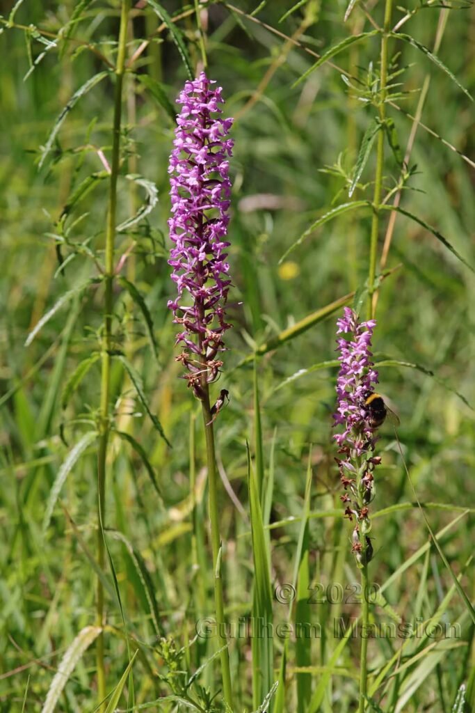 Gymnadenia odoratissima près de Meilen (Suisse, Zurich)