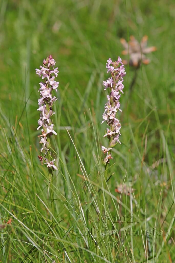 Gymnadenia odoratissima au Val da Munt (Suisse, Grisons)