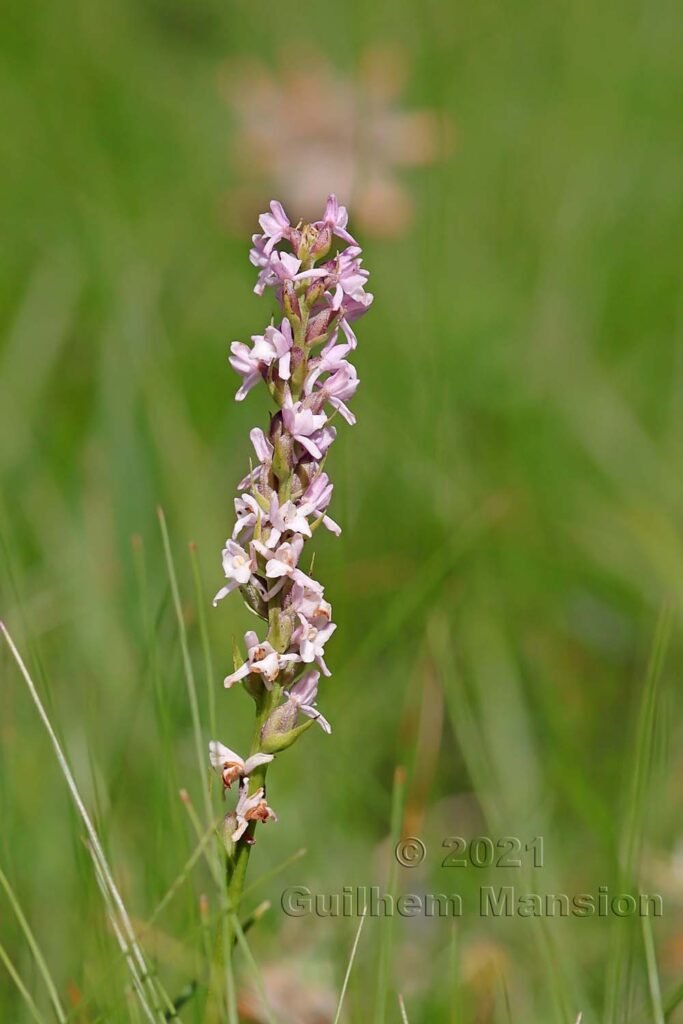 Gymnadenia odoratissima au Val da Munt (Suisse, Grisons)