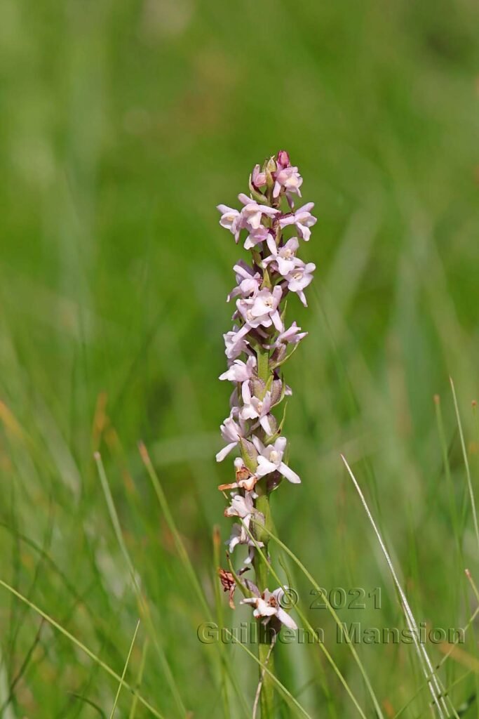 Gymnadenia odoratissima au Val da Munt (Suisse, Grisons)
