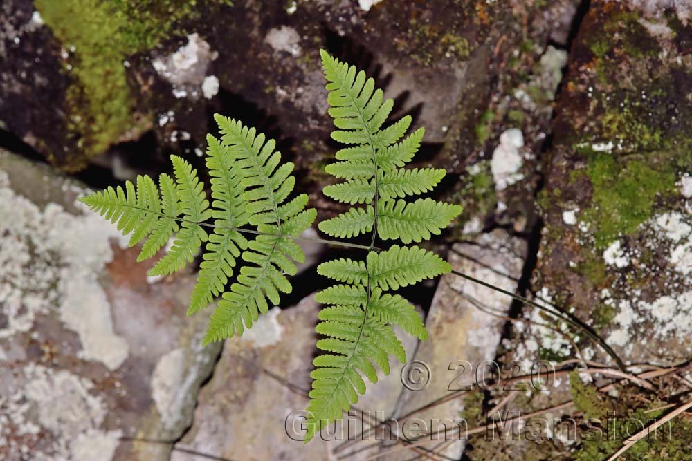 Gymnocarpium robertianum vers Kandersteg (Suisse, Berne)