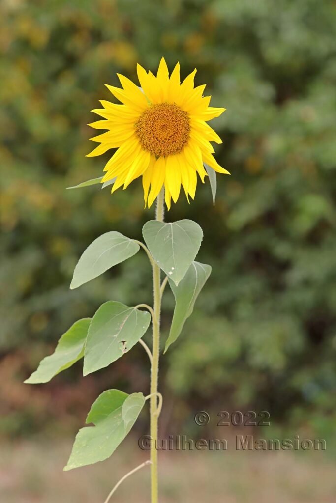 Helianthus tuberosus vers Langholz (Suisse, Argovie)