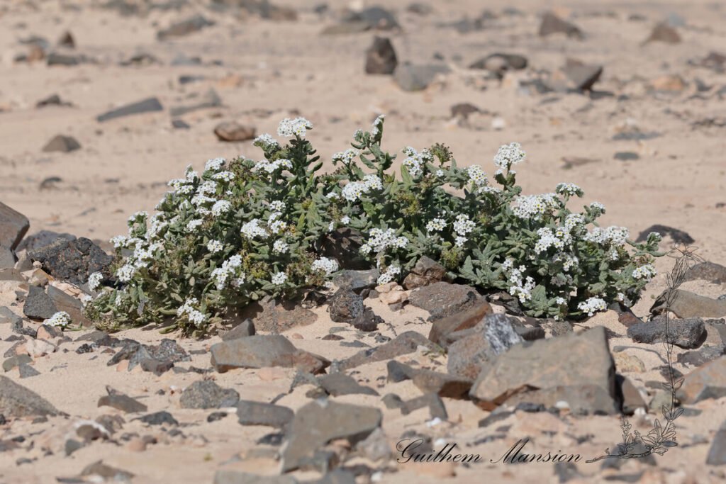 Heliotropium ramosissimum vers La Oliva (Espagne, Fuerteventura)